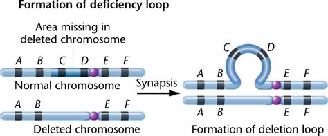 Deletion - UVM Genetics & Genomics Wiki