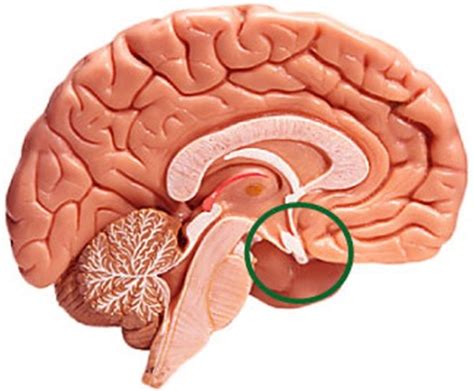 Enlarged Pituitary Gland - Symptoms, Causes, Diagnosis, Treatment - HubPages