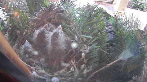 Bird Nest Cam - Finch family with 4 babies all fly away over this video. - YouTube