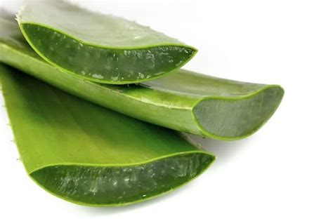 Aloe vera, una planta con grandes beneficios para la salud