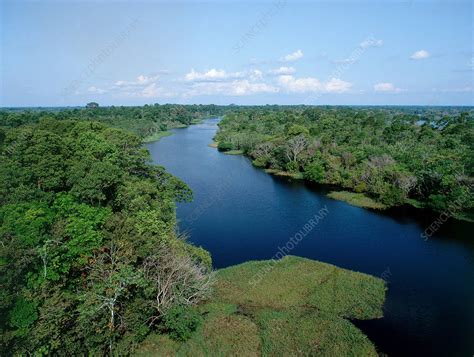 Tributary of the Amazon River - Stock Image - E540/0254 - Science Photo Library