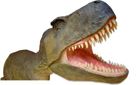 Attraction and days out in Dorset, Dorchester | The Dinosaur Museum