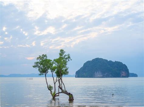 Premium Photo | Mangroves tree in the sea