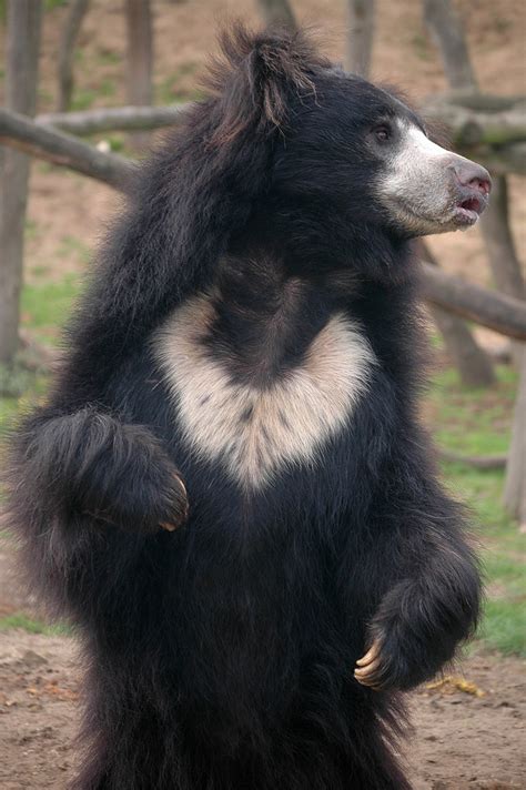 Sloth bear | Sloth bear spotted in Safaripark Beekse Bergen … | Flickr