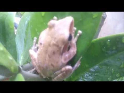 katak daun albino/bedindang - YouTube