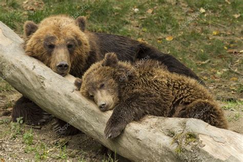 Sleepy bear cub | Sleeping bear cub — Stock Photo © fotomark #19262495