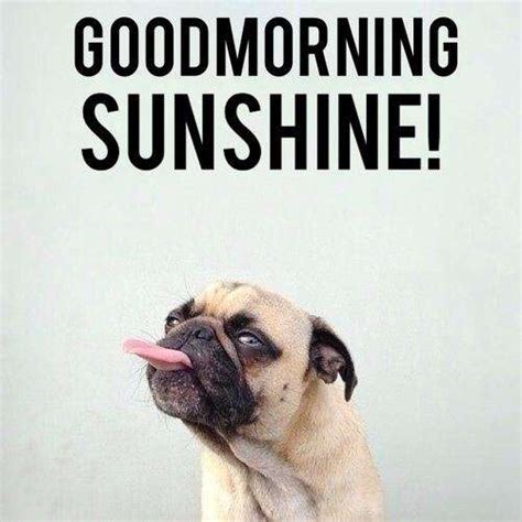 Goodmorning sunshine! | goodmorningpics.com