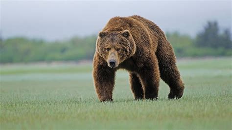 grizzly bear, grizzly bear habitat image, nature, animals in the wild ...