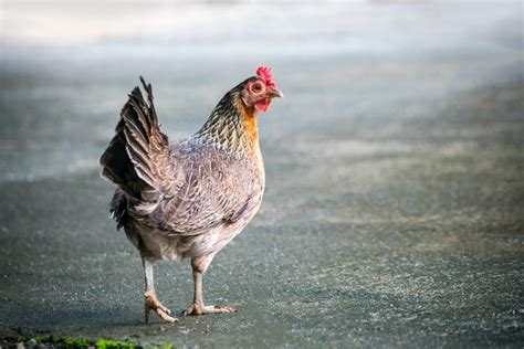 Ternyata Ayam Sudah Dipelihara Sejak 1500 SM, Dulunya Hewan Sakral