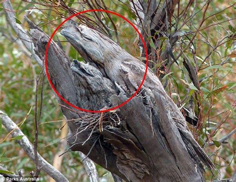 How many tawny frogmouths can you see in this brain-teaser photo? | Фотографии, Животные, Милые ...