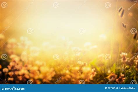 Blurred Nature Background With Flowers And Sunset Light Stock Photo ...