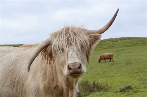 Highland Cow Scotland · Free photo on Pixabay