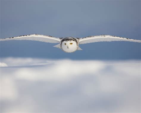 Snowy Owl flying over the snow wallpaper-1280x1024 Download | 10wallpaper.com