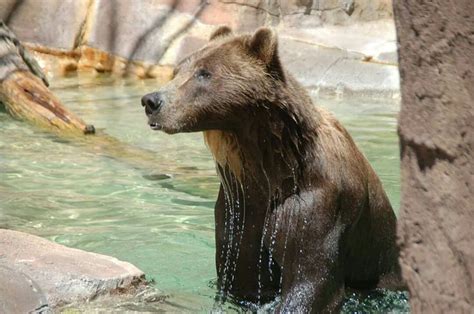 Brown Bear, Indianapolis Zoo | Indianapolis zoo, Brown bear, Zoo