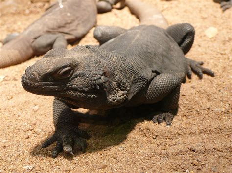 Common Chuckwalla (Sauromalus ater) | Animal adaptations, Animals, Desert animals