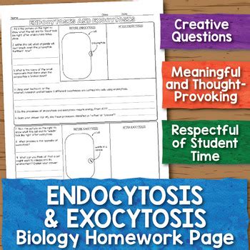 Endocytosis and Exocytosis Biology Homework Worksheet by Science With Mrs Lau