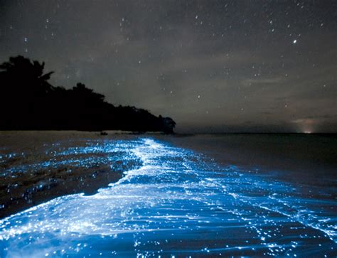 Stunning Bioluminescent Waves - Angelic Hugs