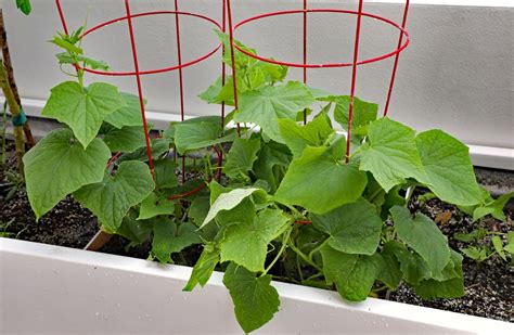 Growing Cucumbers Indoors » Yes You Can!