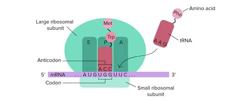 Labelled Diagram Of Ribosomes