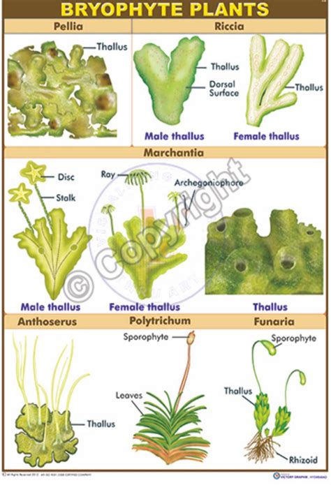 Victory Graphik | B-89 Bryophyta Plants – Examples