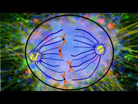 Mitosis Animation - YouTube