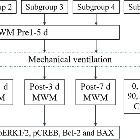 Experimental protocol. MWM, Morris water maze. CERO2, cerebral oxygen ...