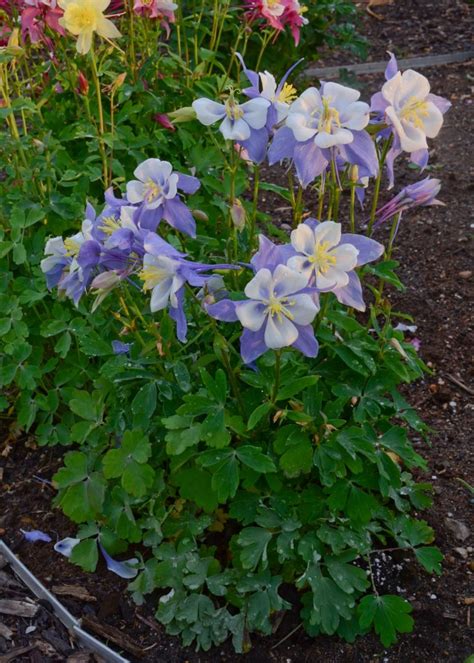 Perennial Flowers for Shade Gardens | Gardens, Flowers for shade and ...