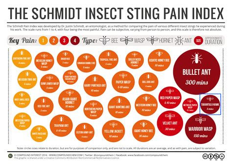 Tarantula Hawk Sting Pain