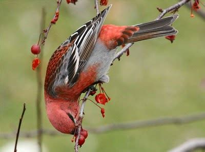 Types of Finches - Different Types of Finches