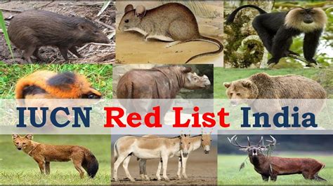 IUCN Red List INDIA: Critically Endangered Mammals | IUCN संकटग्रस्त लुप्तप्राय प्रजातियों की ...