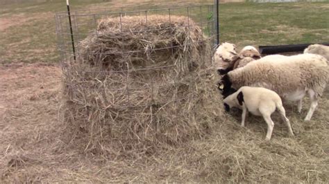 Hay Saver Round Bale Feeders For Cattle - change comin