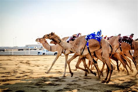 10 Best Festivals in Qatar - Qatar’s Best Annual Celebrations – Go Guides