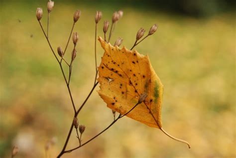 Free Images : nature, branch, sunlight, leaf, flower, twig, close up, sheet, autumn leaves ...