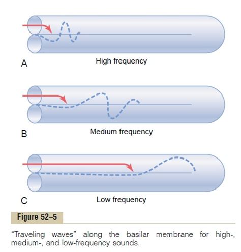 Transmission of Sound Waves in the Cochlea-“Traveling Wave”