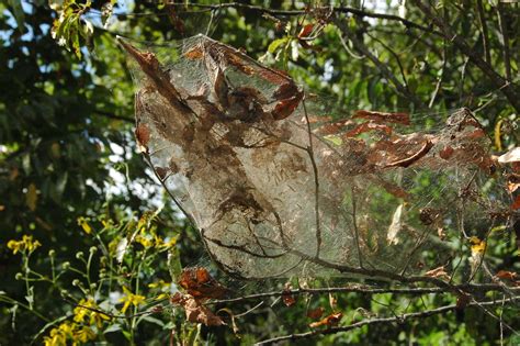 A big spider web in the trees | Jon Hunt | Flickr