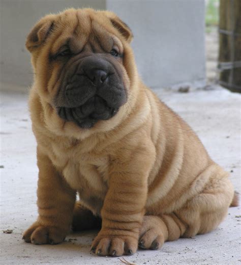 Nós, os Cachorros - No Japão: Raças de Cachorro: Shar Pei