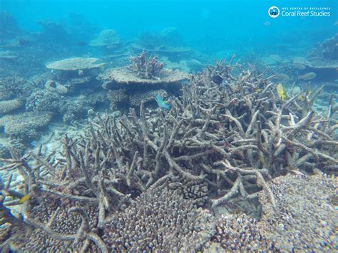 To keep the Great Barrier Reef alive, the oceans must be cooler - The Verge