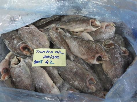 Leather Jacket Fish at Rs 160/kg | Mumbai| ID: 11119604662