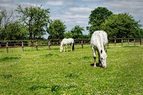 Horses In Spring | Horses grazing in a meadow with daisies a… | Flickr