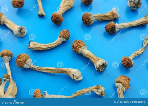 Dried Psilocybin Mushrooms On White Background In Row. Psychedelic ...