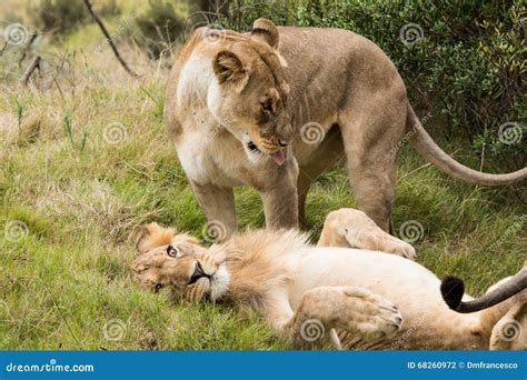 Lion savanna africa stock photo. Image of lions, background - 68260972