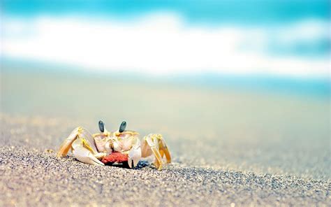 HD Wallpaper: Playful Crab by the Waves and Sand