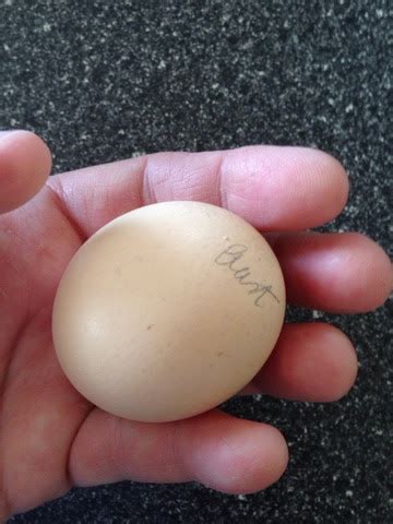 Candid Country Life: Australorp Eggs have arrived!!!