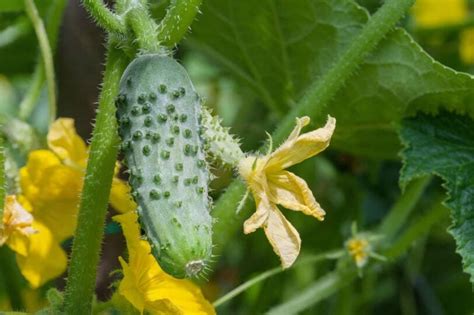 How To Grow Cucumbers Organically | Small Footprint Family™