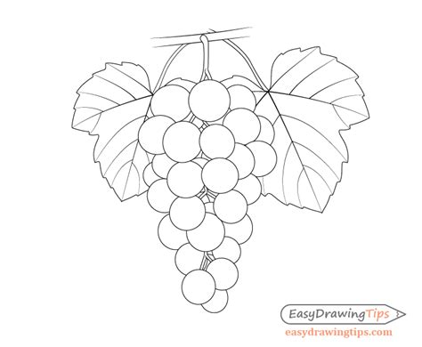 How To Draw A Grapes - Statementpresentation5