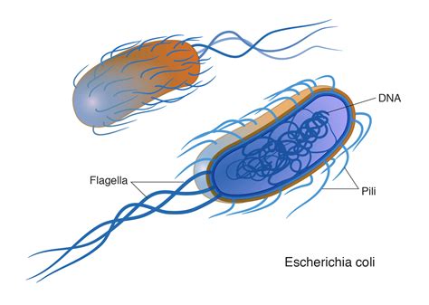 Bacteria