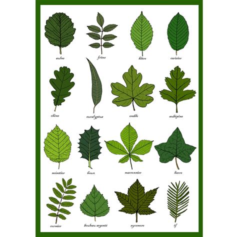 Flower Leaf Identification Guide