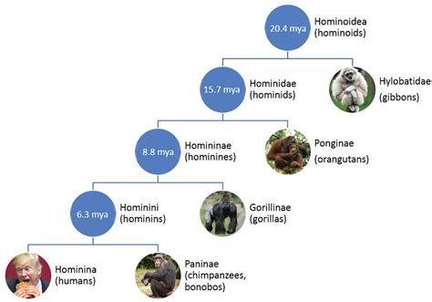 Science Break: Hominin Update (Part 1) | March 2018 | CSEG RECORDER