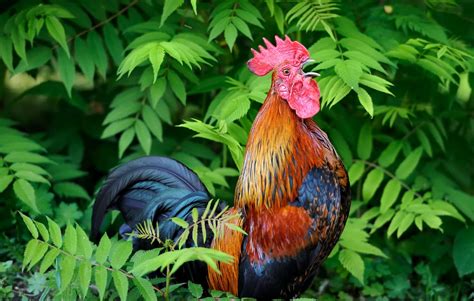 World Birds | Joy of nature