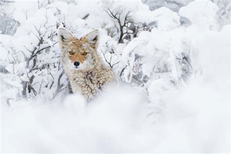 Coyote in Snow Photograph by Jami Bollschweiler - Fine Art America